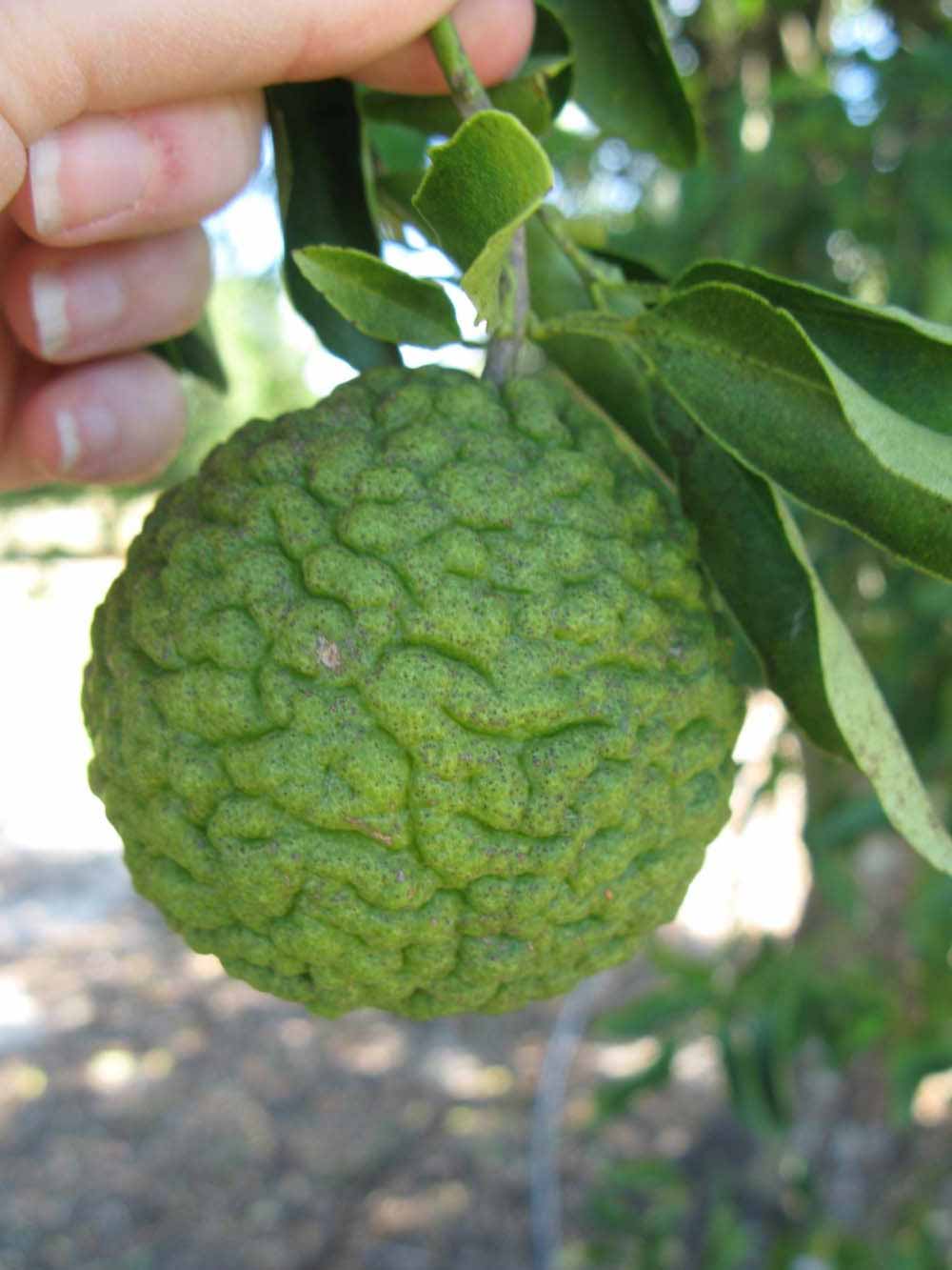           Immature fruit (Winter Haven, FL)   